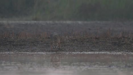Golden-jackal-near-pond-in-Morning