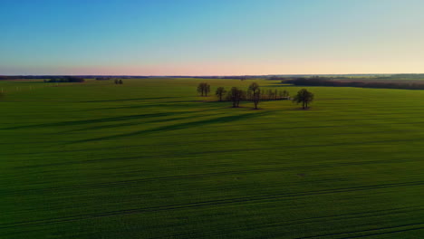 Abstrakter-Naturhintergrund-Einsamer-Bäume,-Die-Schatten-über-Eine-Grüne-Landwirtschaftliche-Feldlandschaft-Werfen