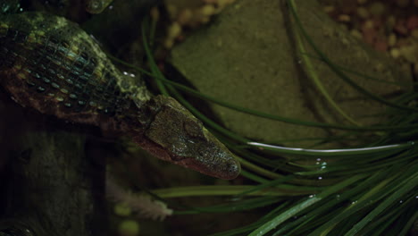 Caiman-crocodile-young-resting-in-shallow-water-at-night---from-above-shot