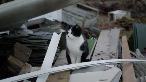 Black-and-white-cat-resting-on-pile-of-trash