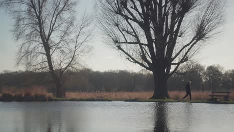 A-small-lake-surrounded-by-trees-on-a-bright-cold-winter-afternoon-in-Richmond-Park,-United-Kingdom