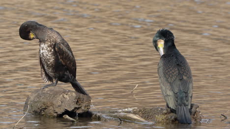 Grandes-Pájaros-Cormoranes-Se-Acicalan-Plumas-Descansando-Sobre-Troncos-Podridos-Hundidos-En-El-Agua-Del-Lago---Primer-Plano