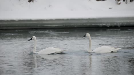 Dos-Elegantes-Cisnes-Se-Deslizan-Por-La-Tranquila-Superficie-De-Un-Río-Rodeados-Por-Un-Paisaje-Nevado,-Con-La-Tranquilidad-De-La-Luz-Del-Atardecer-Creando-Una-Atmósfera-Pacífica.