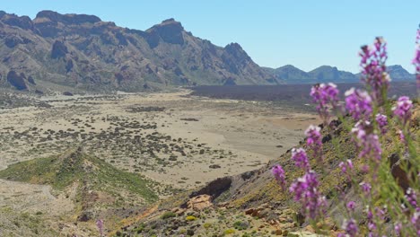 Panoramic-view-of-volcanic-landscape-of-Teide-with-purple-flowers-in-foreground