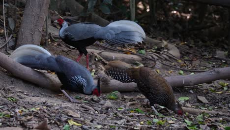 Two-males-feeding-while-a-female-faces-to-the-right-also-foraging-for-food-on-the-ground,-Kalij-Pheasant-Lophura-leucomelanos,-Male,-Thailand