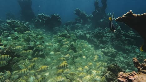 Sträfling-Doktorfische-Schwimmen-In-Großen-Schulen-Grasen-Auf-Korallenriff
