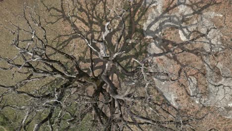 Aerial-drone-top-down-ancient-tree-in-Catalunya-Spain-countryside-Lady's-Oak-Roble-de-la-Señora,-very-old-natural-landmark-in-Europe