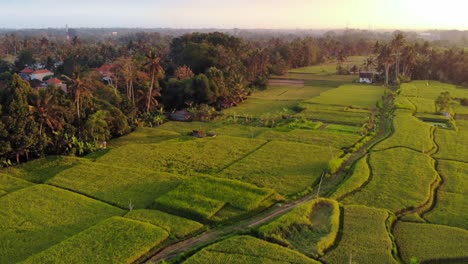Aerial-panoramic-view-of-rice-field-terraces-in-Kayangan-on-Bali,-Indonesia