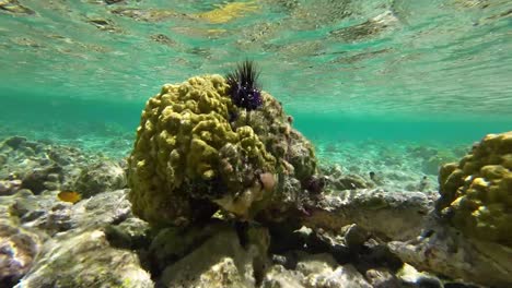 Spiny-sea-urchin-like-fishing-lure-moving-over-a-colorful-coral-reef-to-fly-fishing,-undewater-caribbean-sea