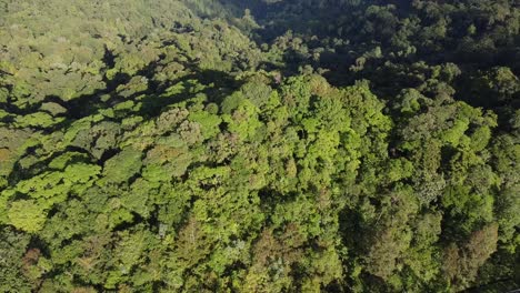 Drone-footage-flying-above-rainforest-canopy-of-Borneo-jungle