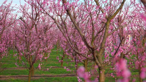 Albaricoqueros-Japoneses-Con-Flores-Rosadas-En-Flor