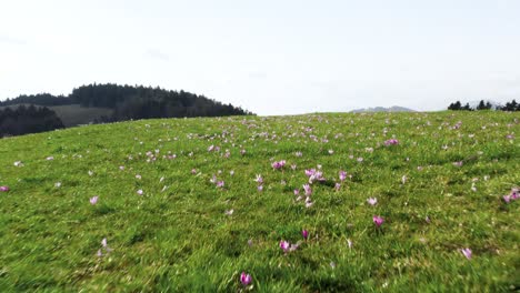 Flying-close-to-at-Mrzli-vrh,-lush-carpet-of-green-and-purple-crocuses,-saffrons-undulates-over-the-landscape,-with-a-backdrop-of-distant-mountain-ranges-beneath-a-clear-sky