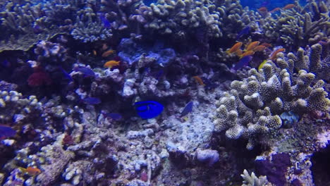 Rainbow-Reef-Nemo-Dory-blue-tang-clown-fish-coral-reef-scuba-diving-snorkeling-Taveuni-Garden-Island-tourism-Fiji-sealife-nature-landscape-deep-blue-GoPro-Somosomo-Strait-Tropical-South-Pacific-follow