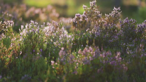 Delicadas-Flores-De-Brezo-Rosa,-Blanco-Y-Morado-Iluminadas-Por-El-Sol-De-La-Mañana-Que-Se-Eleva-Sobre-El-Páramo.