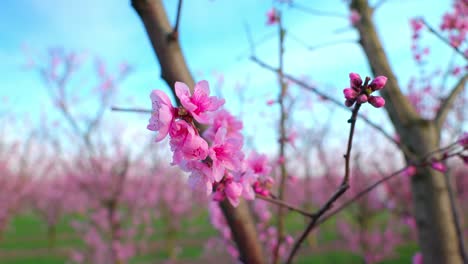 Racimo-De-Flores-Rosadas-De-Albaricoquero-Japonés-En-El-Huerto