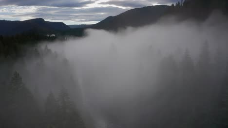 Dolly-in-flight-over-a-high-tree-canopy-covered-by-morning-fog-in-Washington-State