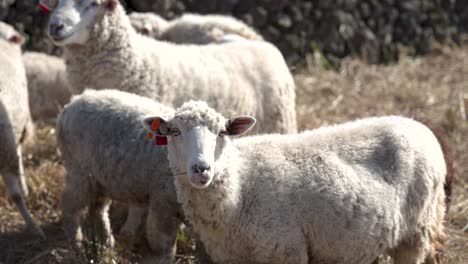 Sheep-herd-in-Rural-pasture,-Sheep-looking-into-Camera,-Azores