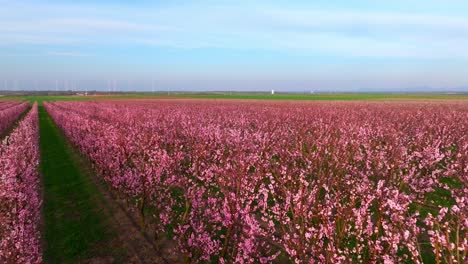 Flying-Above-Japanese-Apricot-Trees-With-Pink-Blossoms-On-Field