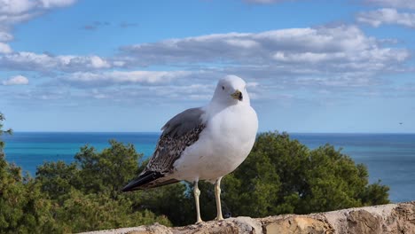 Nahaufnahme-Einer-Weißen-Möwe,-Die-Auf-Einem-Felsen-Sitzt,-Mit-Dem-Meer-Im-Hintergrund-Und-Einem-Klaren-Blauen-Himmel