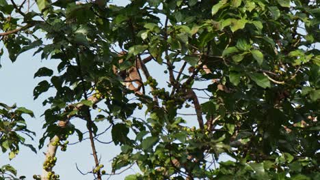 Man-Sieht,-Wie-Er-Auf-Einem-Ast-Ruht-Und-Isst,-Und-Bewegt-Sich-Dann-Nach-Oben,-Gefolgt-Von-Der-Kamera,-Dreistreifen-Palmenzibetkatze-Arctogalidia-Trivirgata,-Thailand