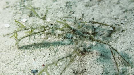 Camouflaged-decorator-crab-on-ocean-floor,-frilly-spider-species,-detail-shot-in-natural-habitat