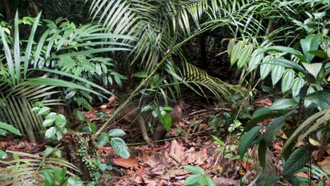 Under-the-shade-and-protection-of-vegetation,-Pigtail-Macaque-watches