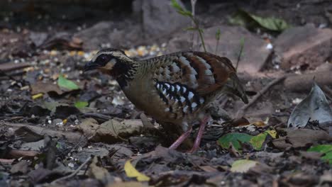 Foraging-alone-on-the-forest-ground-facing-to-the-left-as-the-camera-slides-to-follow,-Bar-backed-Partridge-Arborophila-brunneopectus,-Thailand