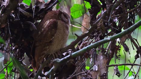 Seen-roosting-deep-into-the-forest-hiding-under-some-shade-and-difficult-to-expose,-White-fronted-Scops-Owl-Otus-sagittatus,-Thailand