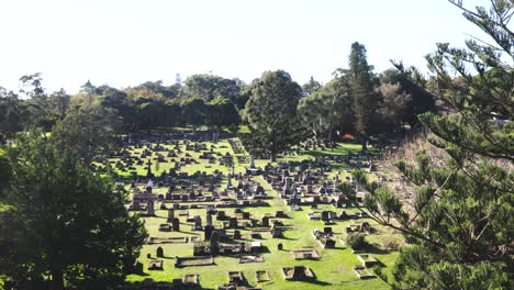 Drone-shot-sliding-past-a-large-green-tree-in-a-graveyard-cemetery-in-Australia