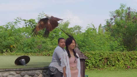El-Pájaro-Cometa-Brahmán-Agarra-Comida-En-La-Cabeza-De-Un-Turista-En-El-Espectáculo-De-Aves-En-El-Zoológico-De-Bali,-Indonesia---Cámara-Lenta