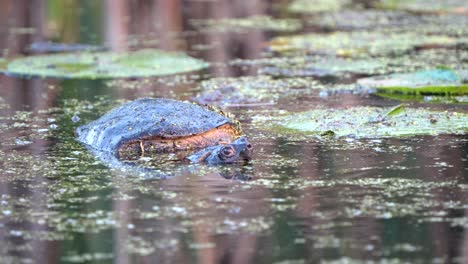 A-large-snapping-turtle-lifts-its-head-above-the-water-for-a-moment-before-slipping-beneath-the-water