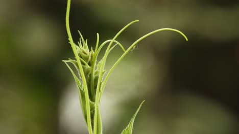 Bottle-gourd--leafs---green-