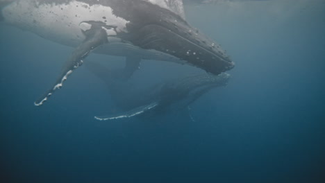 Humpback-whale-parent-dives-as-calf-raises-head-up-to-surface