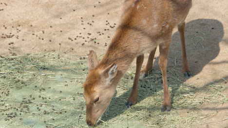 Ein-Sikahirsch-Knabbert-An-Heu,-Das-Auf-Dem-Boden-Einer-Wildfarm-Verstreut-Ist,-Draufsicht