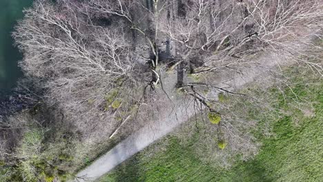 Drone-flies-over-a-tree-on-the-shore-of-Lake-Walen-to-the-blue-lake---Unterterzen-Mols