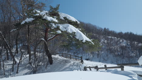 Schneehüften,-Die-Im-Winter-Eine-Koreanische-Kiefer-Auf-Der-Daegwallyeong-Sky-Ranch-Bedecken