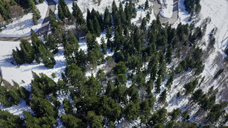 A-dense,-snow-kissed-pine-forest-in-the-bright-daylight,-aerial-view