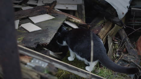 Hauskatze-Erkundet-Schrottplatz