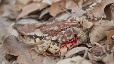 Sapo-Asiático-Herido-Con-Patas-Sangrantes-En-Hojas-Caídas-Camufladas-En-El-Bosque-De-Primavera-En-Seúl,-Corea-Del-Sur