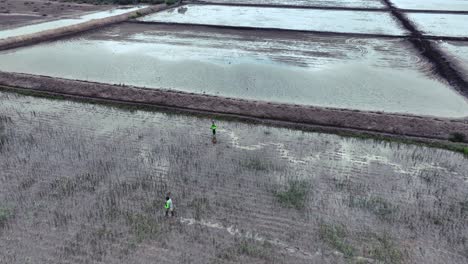 Vista-Aérea-De-Exuberantes-Campos-De-Arroz,-Con-Trabajadores-Salpicando-El-Paisaje,-Su-Trabajo-Mezclándose-Perfectamente-Con-El-Tapiz-Verde.