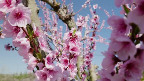 Pink-Cherry-flowers-on-branches-Spring-Sakura-peach-almond-sunny-day