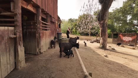 Ziegen-Auf-Einer-Tierfarm-Im-Alentejo,-Tierreservat-In-Zeitlupe