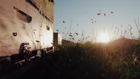 Hovering-bees-around-wooden-beehive-entrance-during-sunset,-slow-motion