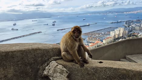A-Barbary-macaque-monkey-walking-on-a-cliff-edge-on-a-sunny-day-with-cargo-ships-in-the-background,-the-Rock-of-Gibraltar