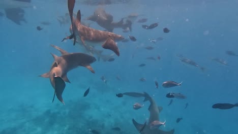 Tawny-Nurse-Sharks-Swarming-Around-Boat-For-Food,-Underwater-Closeup