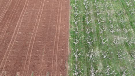 Aerial-shot-of-farms-|-Tree-orchards-and-empty-farms-with-contrasting-colors