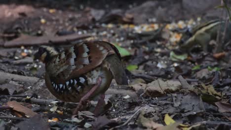 Seen-foraging-for-some-food-on-the-forest-ground-while-facing-to-the-left-as-a-squirrel-joins,-Bar-backed-Partridge-Arborophila-brunneopectus,-Thailand