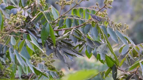 Ein-Vielbeschäftigter-Hutton-Vireo-Singvogel,-Der-Von-Einem-Ast-In-Einem-Baum-In-La-Vega,-Kolumbien,-Abfliegt