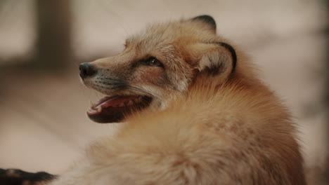 Closeup-Of-Domesticated-Red-Fox-Panting-With-Head-Looking-Back