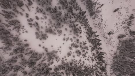 Overhead-Aerial-of-snow-covered-trees-and-mountains-in-Utah-Canyon